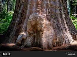 View from under shade of tree in green forest, central park. Base Trunk Giant Tree Image Photo Free Trial Bigstock
