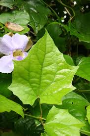 Image result for Thunbergia reticulata