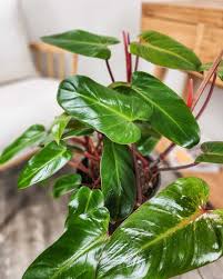 Image result for Elaeodendron schlechterianum