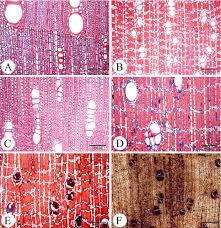 Image result for Diospyros mweroensis