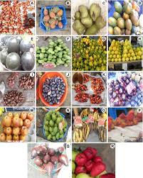 Image result for Aframomum alboviolaceum