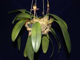 Image result for Bulbophyllum elliotii