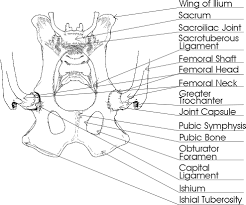 Canine pelvic limb anatomy by leonca on deviantart. Dog Pelvis Anatomy Anatomy Drawing Diagram