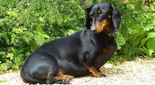 Dog dry flaking skin and hair loss dog hair dandruff i thoroughly brush him 2 or more times weekly. 4 Brilliant Tips To Keep Your Dog S Coat Shiny And Healthy My Dog S Name