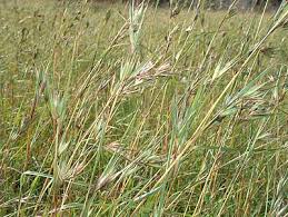 Image result for Themeda triandra