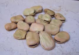 Image result for Vicia faba