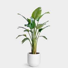 Bird Of Paradise Palm Plant Care Greenery Unlimited 14 Bird Of Paradise Plant Plant Delivery In 2020 Birds Of Paradise Plant Paradise Plant Plants