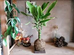 Un mondo di bellezza circondarsi di bellezza e vitalità. Dracena Tronchetto Della Felicita In Kokedama Giapponese Ecocompatibile Pianta Interno Depura Aria Ideale Arredo Casa Fengshui Home Decor Piante Decorazioni Nebulizzatori