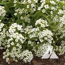 Dwarf Sweet Alyssum Lobularia Maritima Applewood Seed Co Alyssum Fragrant Flowers Tiny White Flowers