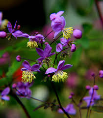 Join our friendly community that shares tips and ideas for gardens, along with seeds and plants. Pin Pa My Garden