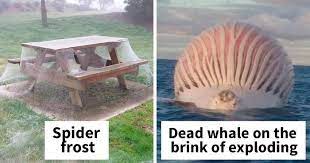 Australia Is The Land Of Nope And Here Are 40 Pictures Proving It Australia Animals Scary Dangerous Animals In Australia Australia Animals