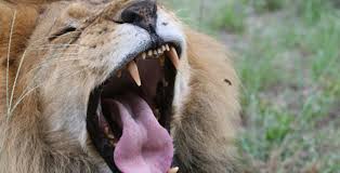 Wales animal clinic is dedicated to becoming your partner in your pet's health care. Wales To Ban Wild Animals In Circuses Stop Circus Suffering