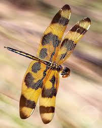 Black And Yellow Dragonfly Canada The Halloween Pennant Celithemis Eponina Is A Brightly Colored Species That Occurs In Parts Of Canada And The United States Th Animal Planet Species Animals