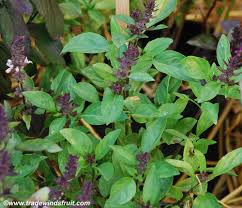 Image result for Ocimum minutiflorum