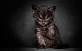 What you need to know is that these images that you add will neither increase nor decrease the speed of your computer. Cat Alone Pet Kitty Cute Sad Wallpapers Hd Desktop And Mobile Backgrounds