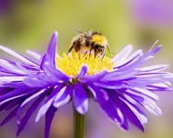 Analyse how food and fibre are produced when designing managed environments and how these can become more sustainable (actdek032). Bee Anatomy Howstuffworks