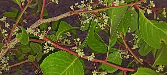 Image result for Rotheca wildii