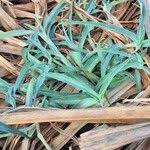 Image result for Commelina albescens