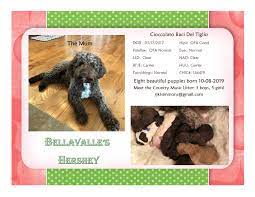 Check spelling or type a new query. Lambscreek Lagotto Romagnolo Home