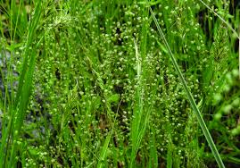 Image result for Briza minor