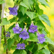 Image result for Asarina