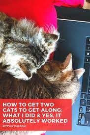 How To Get Two Cats To Get Along What I Did Yes It Absolutely Worked Cats Cat Problems Cat Behavior Problems