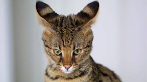 This page is updated meet us. 10 Surprising Facts About Savannah Cats The Dog People By Rover Com
