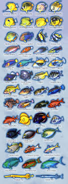 Fish Guide Maui Dreams Dive Co