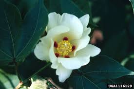 Image result for Gossypium