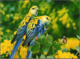 We have about (17,073) wallpapers in jpg format. Beautiful Birds Wallpapers Top Free Beautiful Birds Backgrounds Wallpaperaccess
