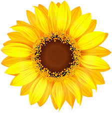 Free Free 150 Clipart Sunflower Png SVG PNG EPS DXF File