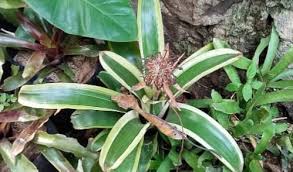 Image result for Begonia rubronervata