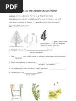 Image result for Emilia pseudactis