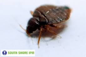 Image result for bed bugs droppings