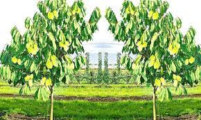 Sie wird auch asimina triloba genannt! Indianerbanane Asimina Triloba Groupon Goods