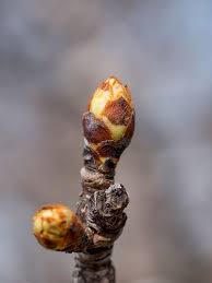 Expect between 3 and 5 feet of new growth each season. Macro Of Flower Buds On Pear Tree Brunch At Spring By Julian Popov Jungledragon