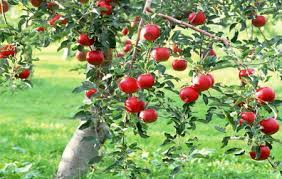 Check spelling or type a new query. Selecting Trees For Your Landscape Nature S Realm