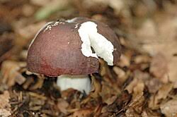 Image result for Russula perlactea