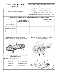 Kingdom Protista Review