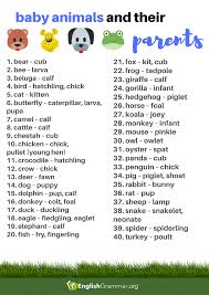 40 Baby Animals And Their Parents In 2020 English Grammar For Kids English Grammar English Vocabulary
