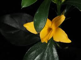 Image result for Barleria randii