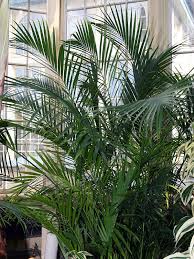 Check out our cat palm plant selection for the very best in unique or custom, handmade pieces from well you're in luck, because here they come. Cascade Cat Palm Tree Chamaedorea Cataractarum Urban Perennials