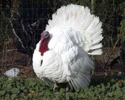 White Birds That Look Like Turkeys The Livestock Conservancy Turkey Breeds Livestock Conservancy Turkey Bird