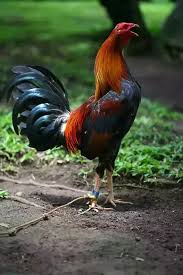 What Is The Best Breed Of Rooster To Use For Fighting Quora