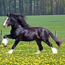 Windmill Animal Farm Gallery Shire Horses Shire Horse Horses Horse Galloping