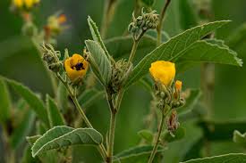 Image result for Melhania acuminata