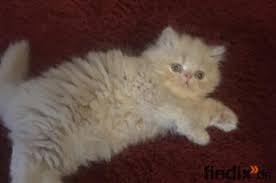 Sie überlegen noch ob eine katze bei ihnen einziehen darf? Katzen Und Katzenbabys In Hamburg Abzugeben Findix De