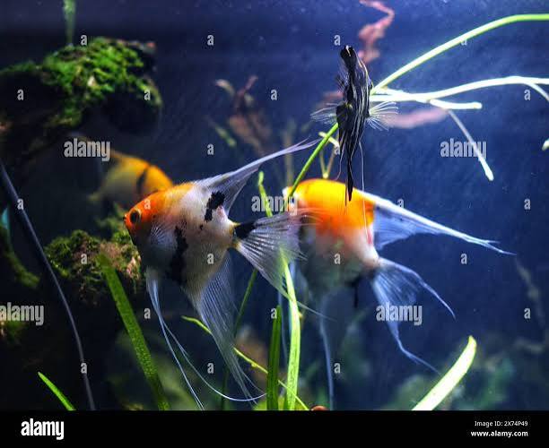 Manfish hi-res stock photography and images - Alamy