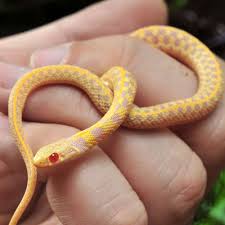 Only when the source description(s) of the specimen provides sufficient information to suggest either an albino garter snake, thamnophis sirtalis, from. Pin On Albino Checkered Garter Snake