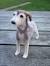 Whippet Saluki Borzoi Greyhound